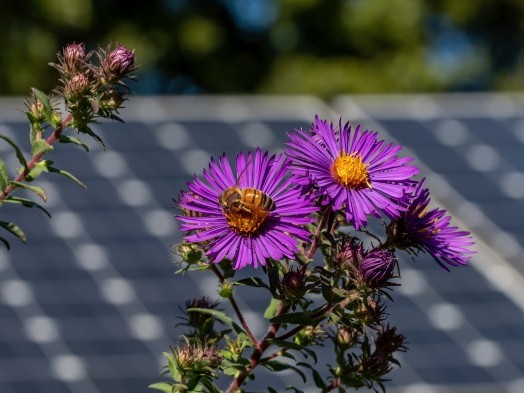 Bees on a purple flower in front of solar panels