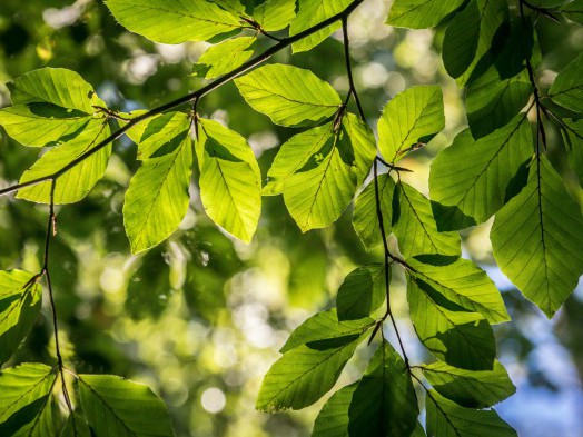 Leaves through the sunlight