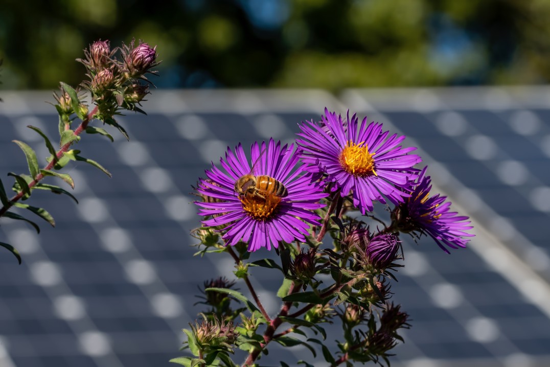 Solar Farm