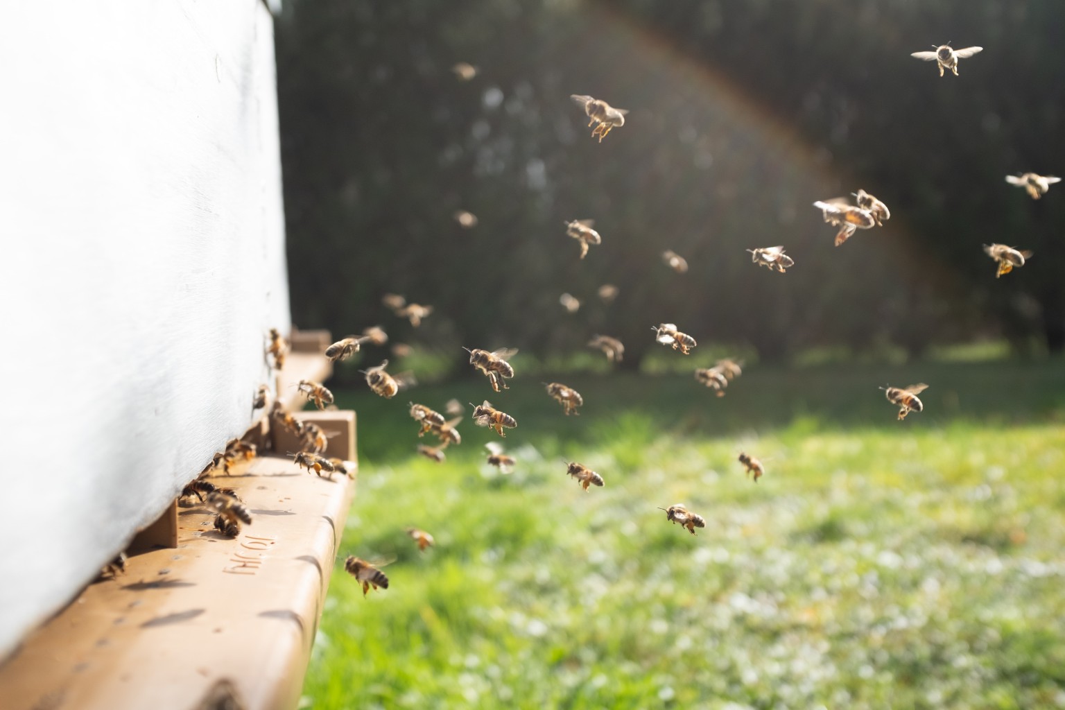 Bees coming into their hive